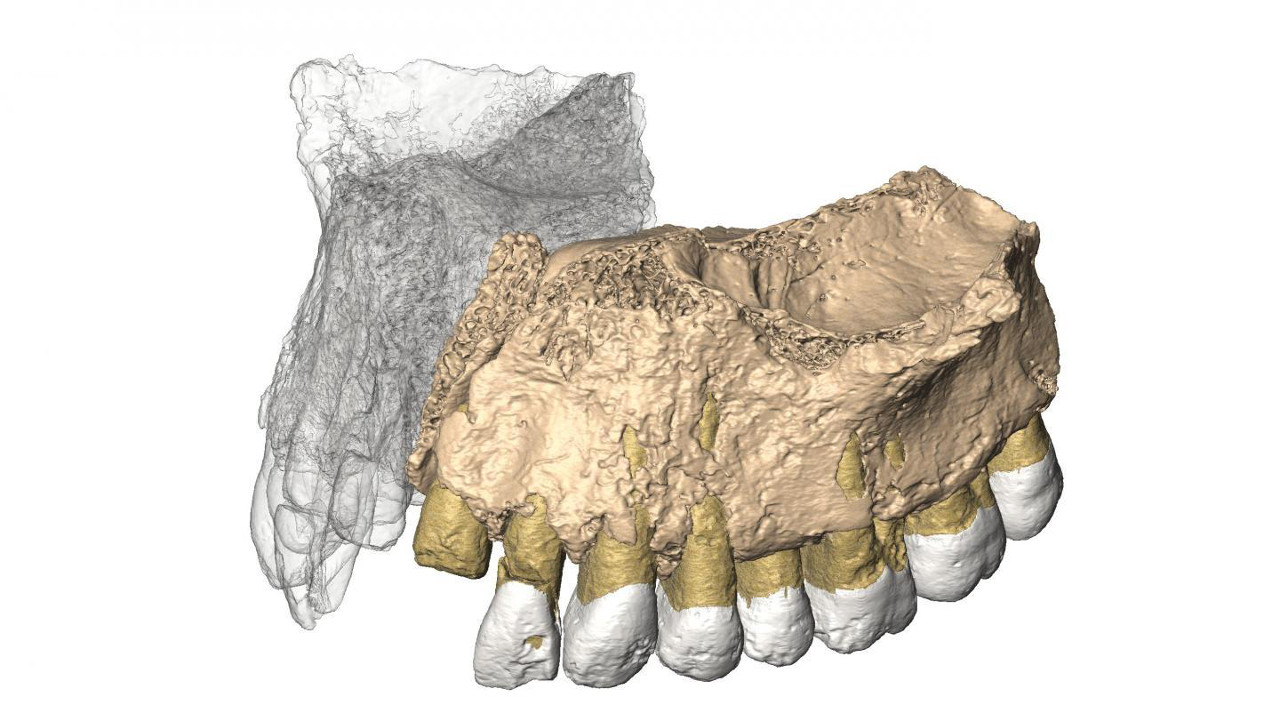 reconstruction en 3d de la fossile de Misliya