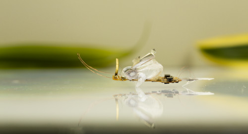 Des chercheurs ont créés un robot indestructible de la taille d'une mouche