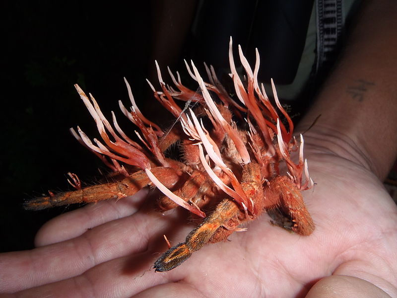 Cordyceps - This species of mushroom transforms its victims into living zombie - Unusual