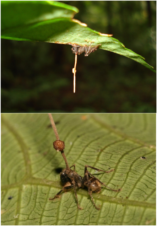 Cordyceps - This species of mushroom transforms its victims into living zombie - Unusual