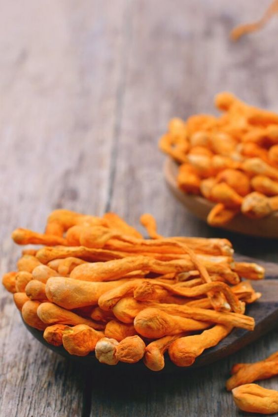 The health benefits of cordyceps and proven by scientists