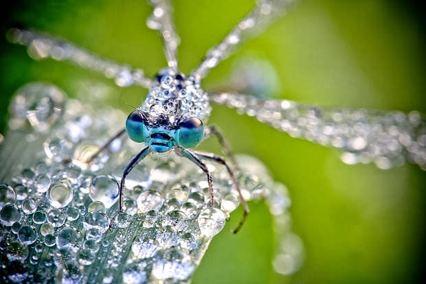 Si vous détestez les insectes, vous allez complètement changer d’avis après avoir vu ces images