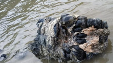 Science: Un mammouth laineux adolescent trouvé avec ses tissues moues intacte dans le lac de Siberie