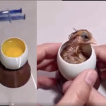 He gives birth to a chick without the shell