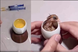 Il fait naître un poussin sans la coquille