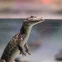 Un crocodile se balade à Lomé - le restaurant le plus proche de la zone réagit.