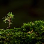 Idées de jardin inspirantes pour vous aider - Attention!! certaines sont folles !