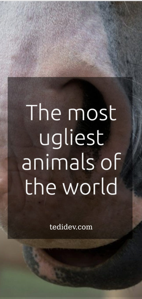 The most ugliest animals in the world-en