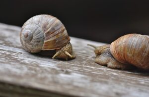 Calendrier des séries et films netflix du mois de Mai 2022