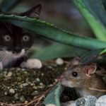Souris sans fil - Elle ne marche plus ? Voici 4 solutions simple à suivre pour le résoudre - Dépannage