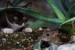 Souris sans fil - Elle ne marche plus ? Voici 4 solutions simple à suivre pour le résoudre - Dépannage
