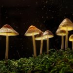 The 7 Benefits of Cordyceps - Why It's Also Called Zombie Mushroom - Health
