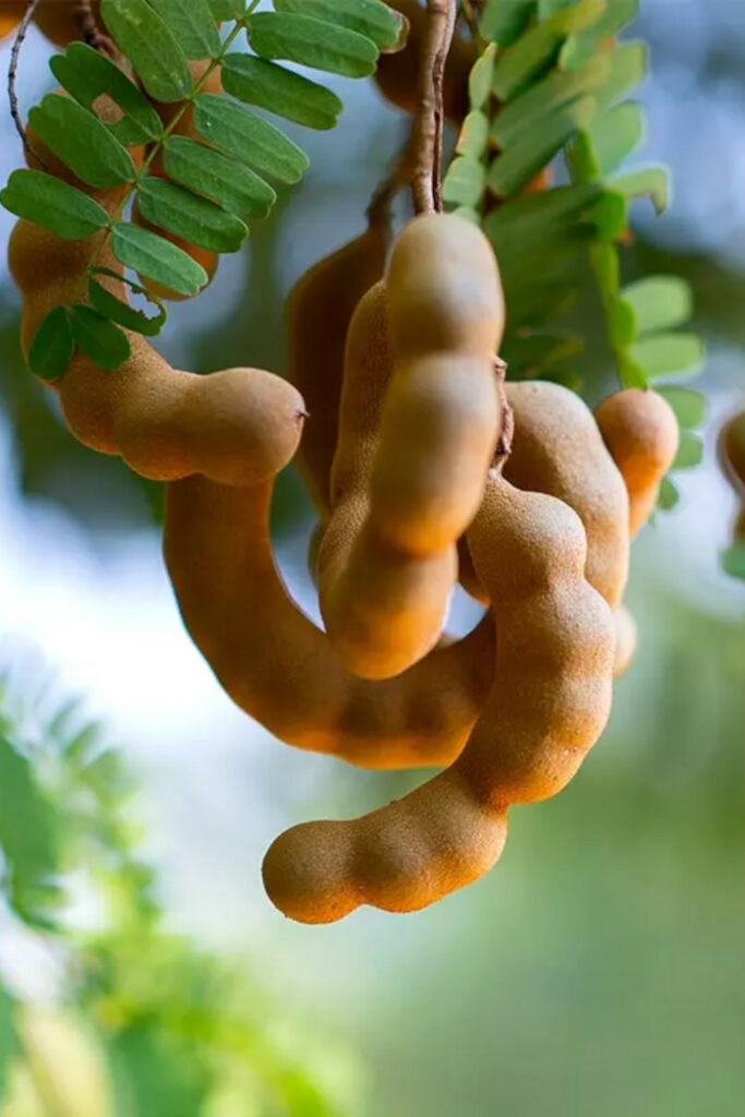 fruit mûr du tamarin sur son arbre