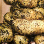 Le danger méconnu de la patate pourrie - Elle dégage un gaz mortel qui tue en quelques minutes !
