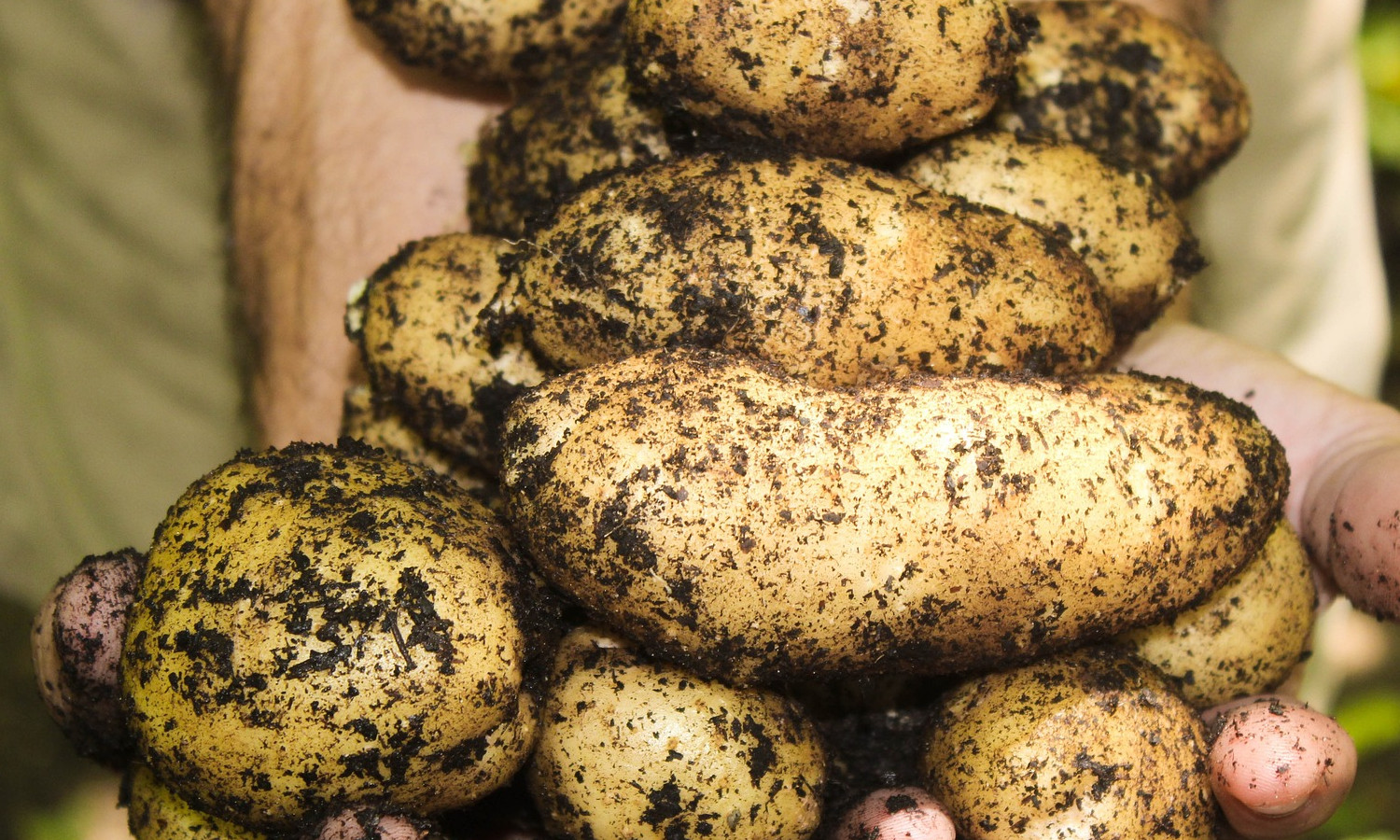 The unrecognized danger of the rotten potato - It gives off a deadly gas that kills in minutes!